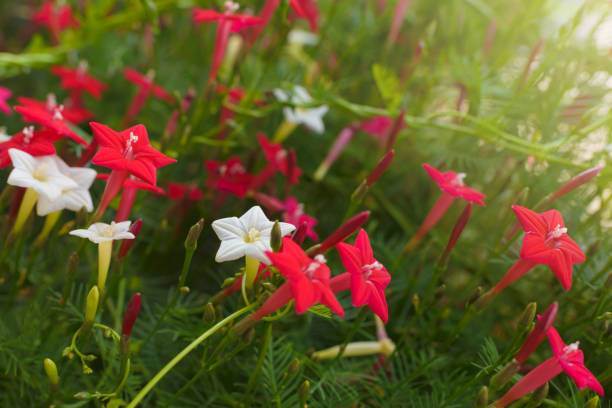 Kunjolota%20Flowers%20Hybrid%20Seeds%2020%20Pices%20+%20Gift%20-%20Image%204