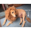 Funny Pet Hat Lion Mane for Dogs Cat Cosplay Dress up Puppy Lion Wig Costume Party Decoration Halloween Christmas Pet Supplies.