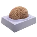 Human Brain Model Simulation 8-Part PVC Life-size Anatomy Teaching Tool for Classroom. 