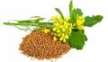 Mustard Seeds ( White Mustard ) - 300gm. 