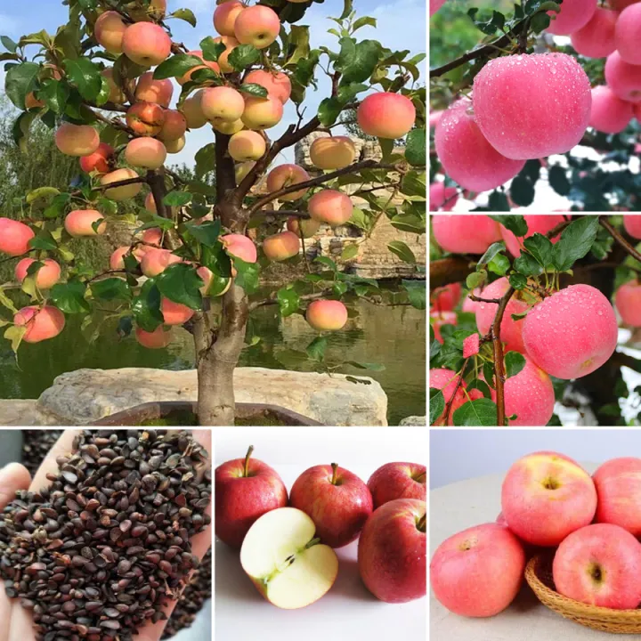 All%20Season%20Global%20Apple%20Tree%20Seeds%20-15Pcs%20Seeds%20-%20Image%203