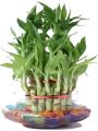 Lucky Bamboo Plant (rooted 02 pieces). 