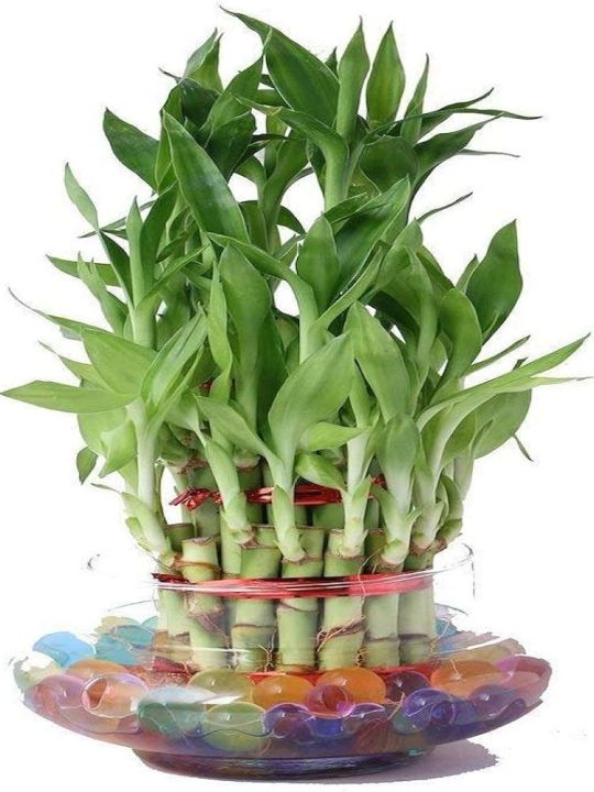 Lucky%20Bamboo%20Plant%20(rooted%2002%20pieces)%20-%20Image%206