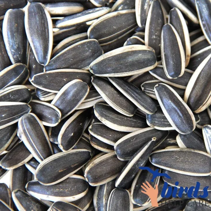 Premium%20Seed-Free%20Bird%20Food%20for%20All%20Breeds%20-%20500g%20High-Quality%20Nourishment%20for%20Birds%20-%20Image%202