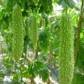 Giant size about 500gram bitter gourd 10 seeds F1 hybrid. 