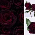 Hybrid Black Ruby Roses Flower SeedS- 25 Pcs Seeds. 