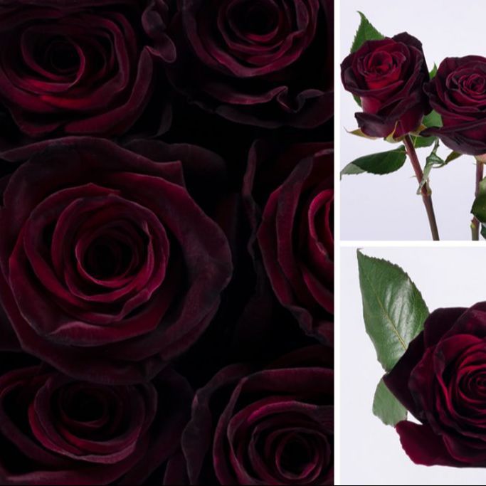 Hybrid%20Black%20Ruby%20Roses%20Flower%20SeedS-%2025%20Pcs%20Seeds%20-%20Image%202