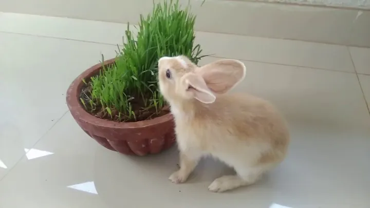Rabbit%20Grass%20Seed%20-%2010/20/50%20Gram%20Seed%20For%20Rabbit%20Cat%20and%20Other%20Animal%20Eating%20Grass%20-%20Image%203