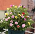 Thai Mix Color  Moss Rose Portulaca Flower Seeds 55+ Seeds All Season. 