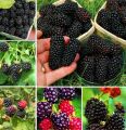 Blackberry and blackberries fruit tree mulberry fruit bonsai healthy nutrition-30Pcs seeds. 