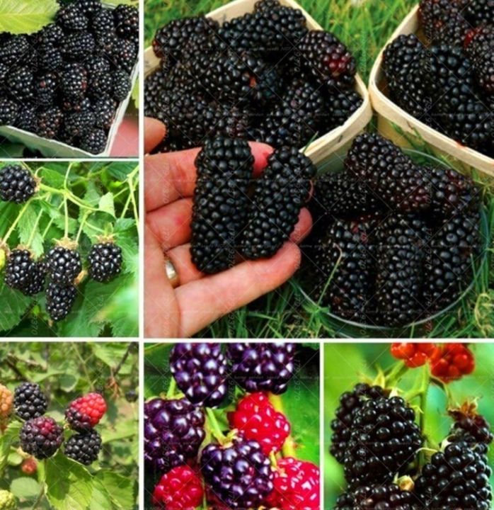 Blackberry%20and%20blackberries%20fruit%20tree%20mulberry%20fruit%20bonsai%20healthy%20nutrition-30Pcs%20seeds%20-%20Image%204