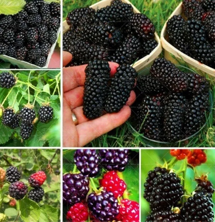 blackberry%20and%20blackberries%20fruit%20tree%20mulberry%20fruit%20bonsai%20healthy%20nutrition-10Pcs%20seeds%20-%20Image%202