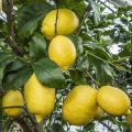 Global Dwarf Lemon Tree Seeds - 10 Pcs SeedS.