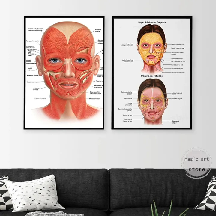 Face%20Anatomy,The%20Human%20Skin%20,lip%20,hair%20Anatomy%20Muscle%20Detailed%20Medical%20Art%20Poster%20Canvas%20Painting%20Wall%20Print%20Picture%20Home%20Decor%20-%20Image%202