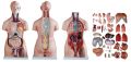 Human Anatomical Anatomy Human 85CM Unisex Torso 40 Parts XC-208 Medical Teaching Model Human Unisex Torso 40 Parts Medical Learn Aid Product detalls of Human Model Education Display 40 PARTS, material PVC.. 