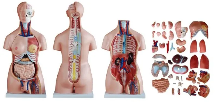 Human%20Anatomical%20Anatomy%20Human%2085CM%20Unisex%20Torso%2040%20Parts%20XC-208%20Medical%20Teaching%20Model%20Human%20Unisex%20Torso%2040%20Parts%20Medical%20Learn%20Aid%20Product%20detalls%20of%20Human%20Model%20Education%20Display%2040%20PARTS,%20material%20PVC.%20-%20Image%204