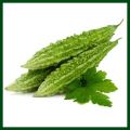 premium Hybrid Corola Seed 10 pcs.