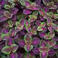 Japanese Coleus Bonsai Tree Seeds -15 pcs seeds. 