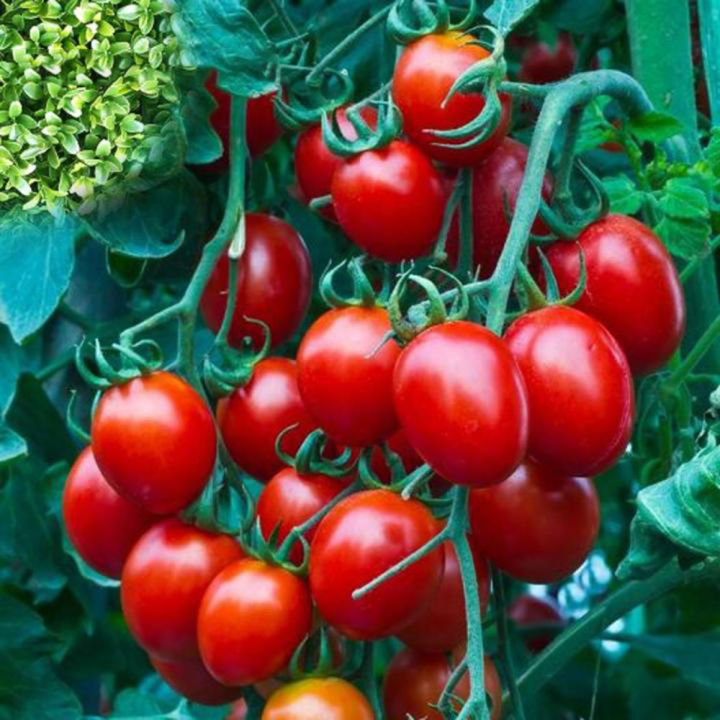 Cherry Tomato Red Color 25+ seeds