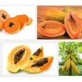 Hybrid Yellow Gold Papaya Seeds(হলুদ পেঁপে বীজ)- 10 Pcs Seeds. 