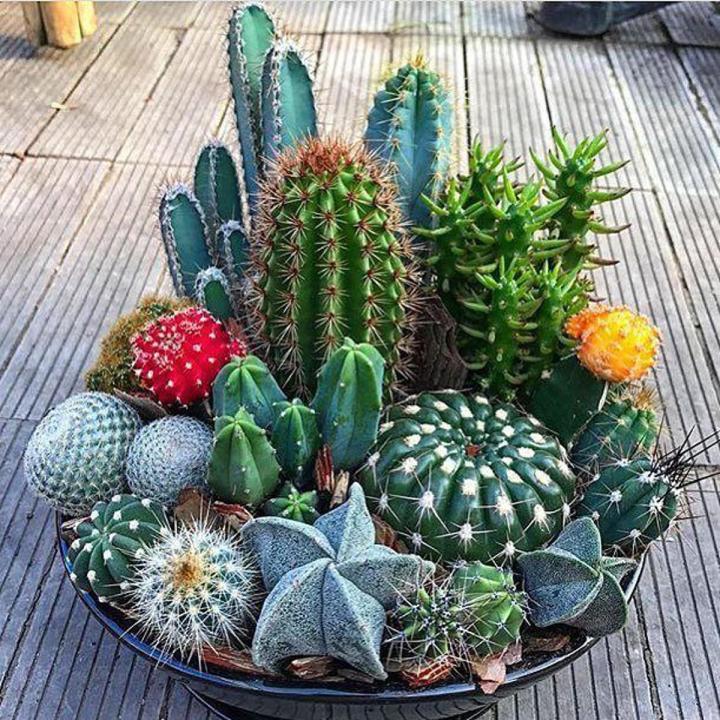 All Season Rare Cactus Plants Bonsai Seeds - 10 Pcs Seeds