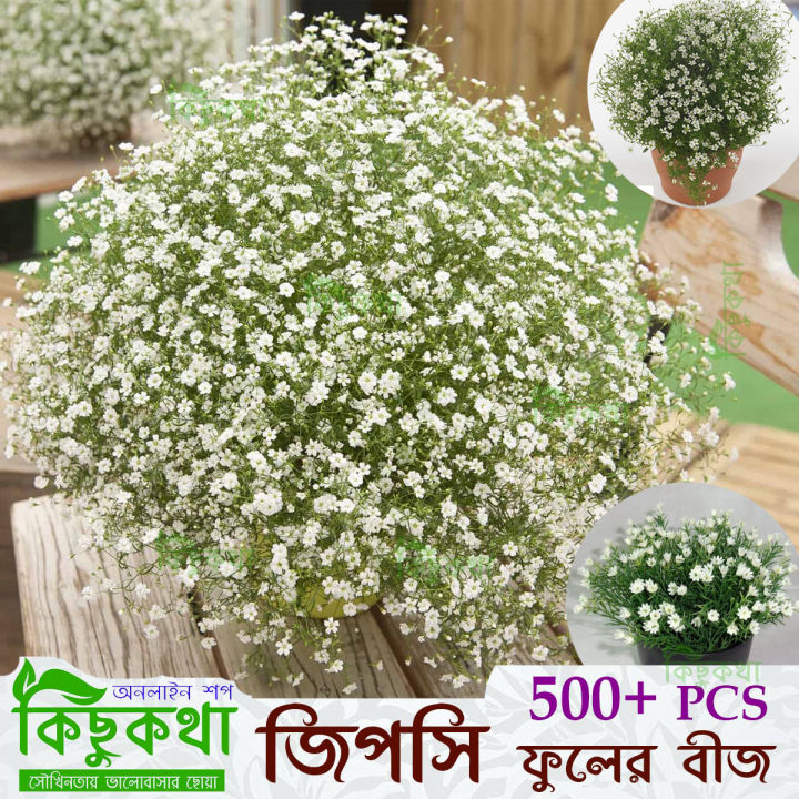 Gypsy Flower Seed - 500+ Seed White Flower For All Season