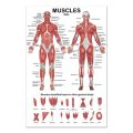 Professional Human Muscular System Anatomical Chart Human Muscle Anatomy Poster for Education Lecture 19.69'' x 27.56''.