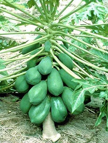 Hybrid%20F1%20Red%20Lady%20Papaya%2010%20Seeds%20Taiwan%20-%20Image%204