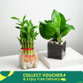 Money Plant + Lucky Bamboo Combo Pack (Without vase). 