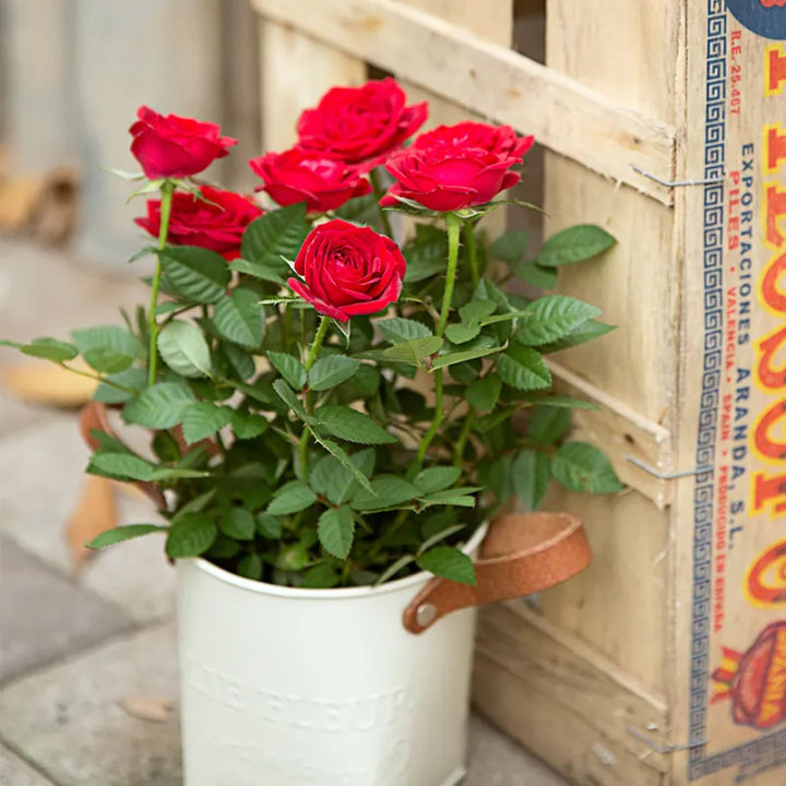 Rose%20Bonsai%20Miniature%20Rose%20bonsai%20A%20Little%20Cute%20Plants%20For%20Miniature%20Garden%20Plant%20Potted%20Gift%20Flower%20plant%20&%20seeds%20(%E0%A6%AC%E0%A7%80%E0%A6%9C)%20-%20Image%203