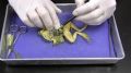 Dissection Biology Box for Medical Students Anatomy Laboratory Use.