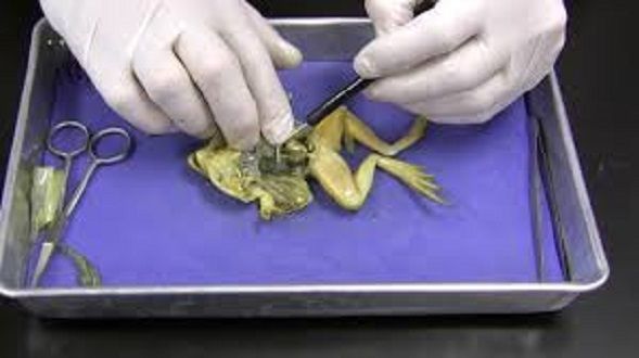 Dissection%20Biology%20Box%20for%20Medical%20Students%20Anatomy%20Laboratory%20Use%20-%20Image%207