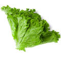 (150seed)Lettuce Grand Rapid Seed/Lettuce Grand Rapids easy to grow great salad choice Green wave seed.
