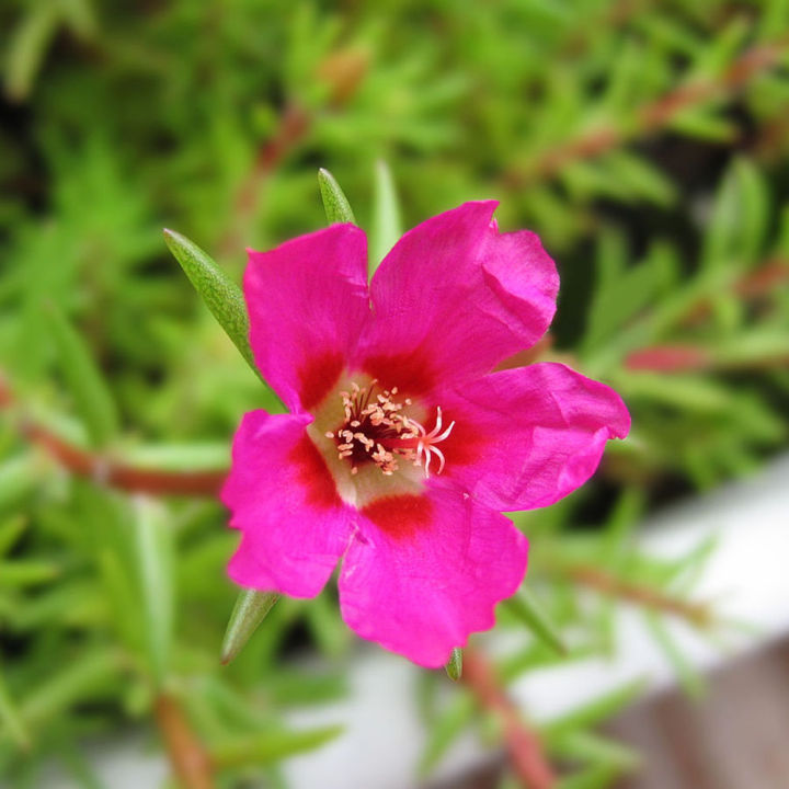 Portulika/Tayra%20Flower%20Seeds%2015%20seed%20-%20Image%202