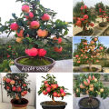 Apple Bonsai Tree Seeds -15 Pcs (Global Seeds). 
