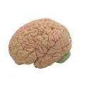 Human Brain Model Simulation 8-Part PVC Life-size Anatomy Teaching Tool for Classroom. 
