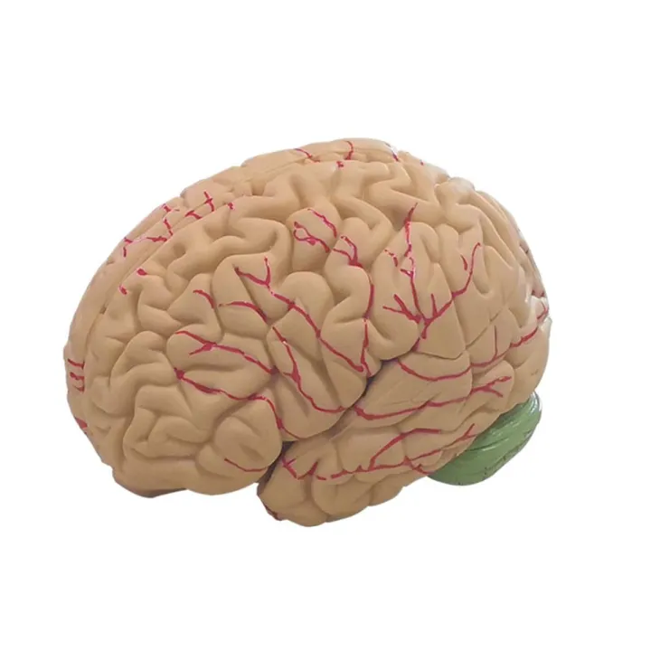 Human Brain Model Simulation 8-Part PVC Life-size Anatomy Teaching Tool for Classroom