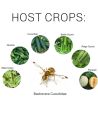 Trap head for pheromone lure use in agriculture 1 Head.
