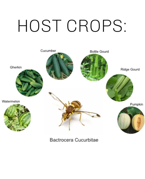 Trap%20head%20for%20pheromone%20lure%20use%20in%20agriculture%201%20Head%20-%20Image%206
