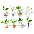 Exceotional Quality - ECHIDNA Flower Planter Pot Water Drop Wall Hanging Glass Flower Vase - Sustainable Option - Expression of Yourself.
