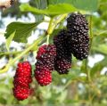 Sweet Black Malberry Fruits Seeds - 20+ Seeds All Season. 