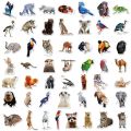 10/25/50pcs Rainforest Jungle Animal Stickers for Wall Decals Zoo Laptop Water Bottle Scrapbooking Luggage phone laptop helmet. 