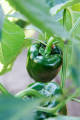 Versatile - Hybrid Green Capsicum Seeds 22 Pices + gift- Tremendously Adaptable and flexible - Indicating Upscale lifestyle.