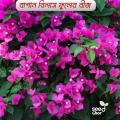 Bougainvillea flower seeds 4 pice + gift.
