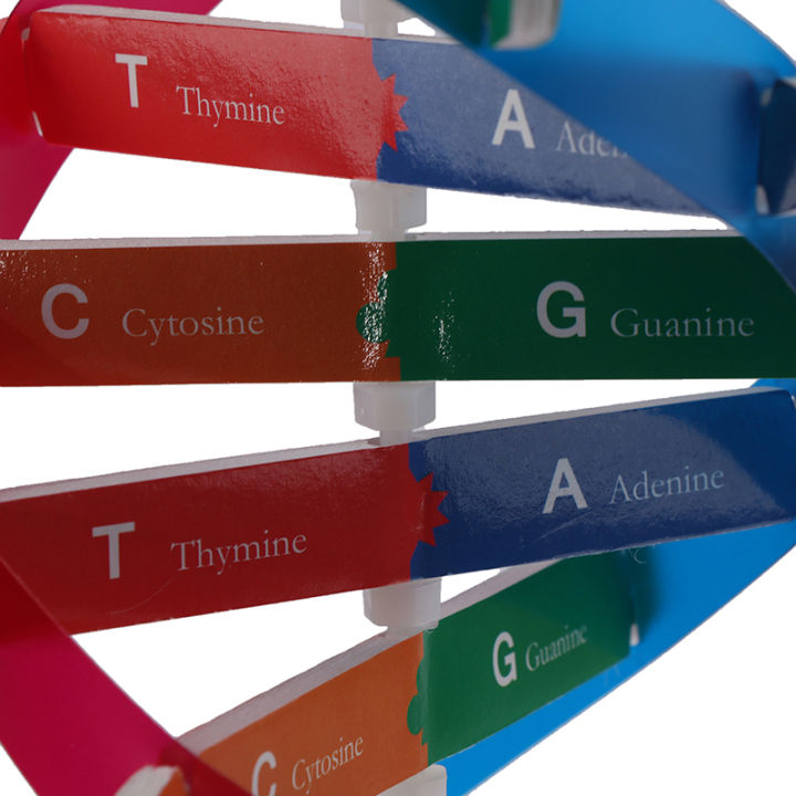 Human%20Genes%20DNA%20Models%20Double%20Helix%20Science%20Toys%20Teaching%20Learning%20Education%20Toy%20-%20Image%205