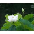 Thai All Season White Lotus Flower / Water Lily SeedS - 5 Pcs SeedS*.