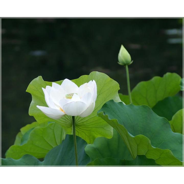 Thai All Season White Lotus Flower / Water Lily SeedS - 5 Pcs SeedS*