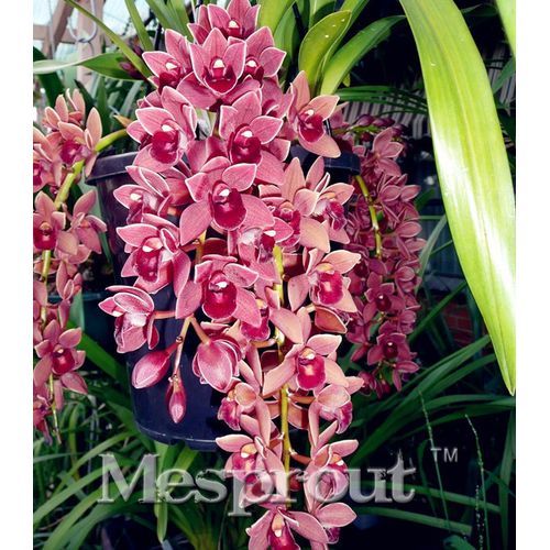 Cymbidium%20Orchid,Cymbidium%20%20Flower%20Seeds,22%20Colours%20to%20Choose,Seed%20for%20Home%20Garden%20:%20Mix%20%20-%2010Pcs%20-%20Image%205