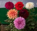 Dahlia  Seed - 15/30 pcs - Mixed Color Hybrid -ডালিয়া  ফুলের বীজ মিক্সড কালার হাইব্রিড বীজ. 