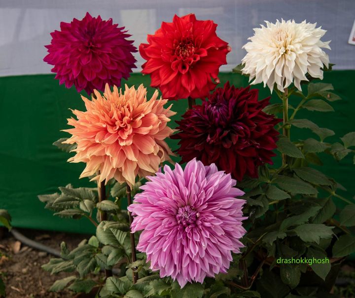 Dahlia%20%20Seed%20-%2015/30%20pcs%20-%20Mixed%20Color%20Hybrid%20-%E0%A6%A1%E0%A6%BE%E0%A6%B2%E0%A6%BF%E0%A6%AF%E0%A6%BC%E0%A6%BE%20%20%E0%A6%AB%E0%A7%81%E0%A6%B2%E0%A7%87%E0%A6%B0%20%E0%A6%AC%E0%A7%80%E0%A6%9C%20%E0%A6%AE%E0%A6%BF%E0%A6%95%E0%A7%8D%E0%A6%B8%E0%A6%A1%20%E0%A6%95%E0%A6%BE%E0%A6%B2%E0%A6%BE%E0%A6%B0%20%E0%A6%B9%E0%A6%BE%E0%A6%87%E0%A6%AC%E0%A7%8D%E0%A6%B0%E0%A6%BF%E0%A6%A1%20%E0%A6%AC%E0%A7%80%E0%A6%9C%20-%20Image%203